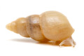 Leptinaria sp. adult